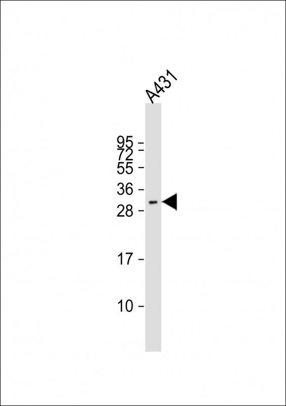 Anti-FSTL3 Antibody (C-term) at 1:1000 dilution + A431 whole cell lysate Lysates/proteins at 20 µg per lane. Secondary Goat Anti-Rabbit IgG, (H+L), Peroxidase conjugated at 1/10000 dilution. Predicted band size : 28 kDa Blocking/Dilution buffer: 5% NFDM/TBST.