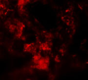 Immunofluorescence of MFSD2A in Rat Lung cells with MFSD2A antibody at 20 µg/mL.