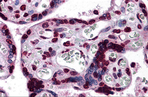 Immunohistochemistry of KPNA7 in human placenta tissue with KPNA7 antibody at 5 µg/mL.