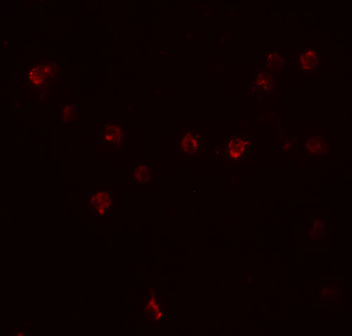 Immunofluorescence of DDX60 in A20 cells with DDX60 antibody at 20 µg/mL.
