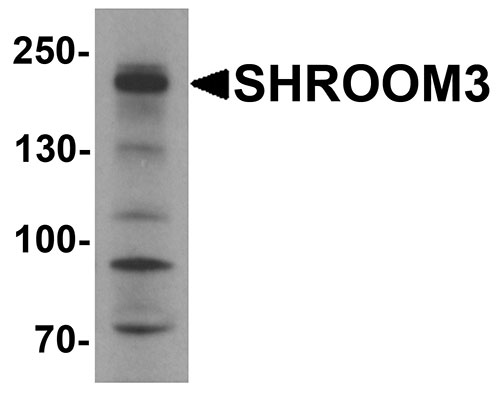 Western blot analysis of SHROOM3 in SK-N-SH cell lysate with SHROOM3 antibody at 1 µg/mL.