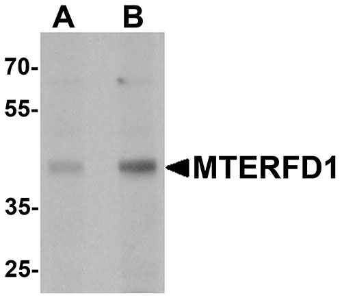 Western blot analysis of MTERFD1 in 3T3 cell lysate with MTERFD1 antibody at (A) 1 and (B) 2 µg/mL.