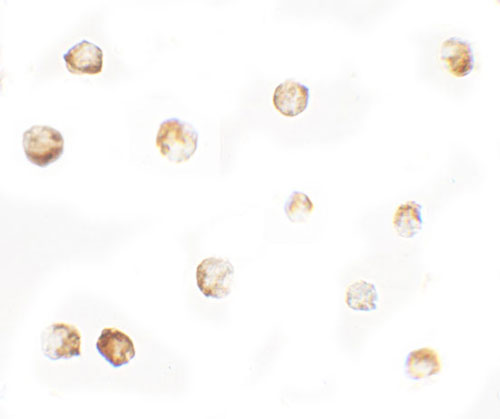 Immunocytochemistry of MTERFD1 in 3T3 cells with MTERFD1 antibody at 5 µg/mL.