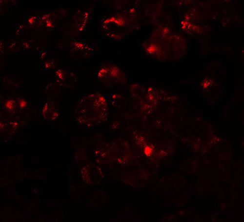 Immunofluorescence of MTERFD1 in 3T3 cells with MTERFD1 antibody at 20 µg/mL.