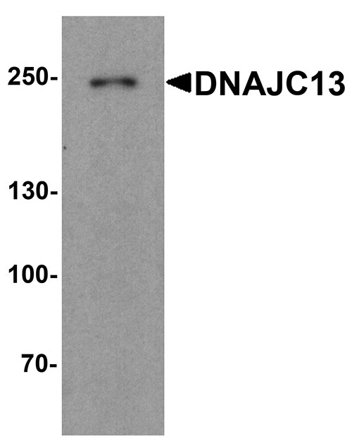 Western blot analysis of DNAJC13 in human heart tissue lysate with DNAJC13 antibody at 1 µg/ml.