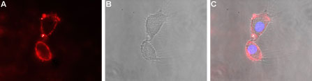 Expression of GluD2 in rat PC12 cells Immunocytochemical staining of live intact rat PC12 pheochromocytoma cells. A. Extracellular staining of cells with Anti-Glutamate Receptor δ2 (GluD2) (extracellular) antibody (#AG1496), (1:50), followed by goat anti-rabbit-AlexaFluor-594 secondary antibody (red). B. Live view of the cells. C. Merge of A and B. Cell nuclei (blue) were visualized with Hoechst 33342.