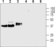 Western blot analysis of rat brain membranes (lanes 1 and 4), mouse brain membranes (lanes 2 and 5) and rat PC12 pheochromocytoma cell line lysate (lanes 3 and 6): 1-3.Anti-Synaptophysinantibody (#AG1535), (1:400).4-6. Anti-Synaptophysin antibody, preincubated with the control peptide antigen.