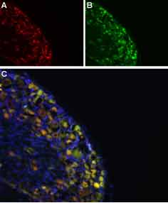 Colocalization of NaV1.8 and Synaptophysin in rat DRG Immunohistochemical staining of rat DRG frozen section using Anti-NaV1.8-ATTO-594 antibody (#ASC-016-AR) and Anti-Synaptophysin antibody (#AG1535). A. NaV1.8 staining (red). B. Synaptophysin staining (green). C. Merged image demonstrates a partial overlap in the distribution of Nav1.8 and Synaptophysin within the DRGs. DAPI is used as the counterstain (blue).