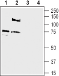 Western blot analysis of rat dorsal root ganglion lysate (lanes 1 and 3) and rat brain membranes (lanes 2 and 4):1-2.Anti-pan ASIC (extracellular) antibody (#AG1595), (1:500).3 -4. Anti-pan ASIC (extracellular) antibody, preincubated with the control peptide antigen.