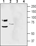 Western blot analysis of mouse brain membranes (lanes 1 and 3) and human SH-SY5Y neuroblastoma cell line lysate (lanes 2 and 4):1-2.Anti-pan ASIC (extracellular) antibody (#AG1595), (1:500).3 -4. Anti-pan ASIC (extracellular) antibody, preincubated with the control peptide antigen.