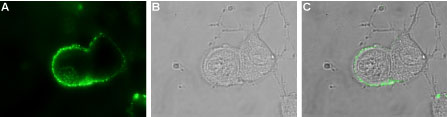 Expression of ASIC in rat PC12 cells Immunocytochemical staining of live intact rat PC12 pheochromocytoma cells. A. Extracellular staining of cells with Anti-pan ASIC (extracellular) antibody (#AG1595), (1:25), followed by goat anti-rabbit-AlexaFluor-488 secondary antibody (green). B. Live view of the cells. C. Merge of A and B.