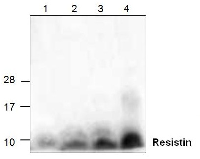 Western blot analysis using recombinant rat Resistin. Lane1: 20ng; Lane2: 50ng; Lane3: 100ng; Lane4: 200ng.
