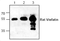 Western blot analysis using recombinat rat Visfatin. Lane1: 50ng; Lane2: 250ng; Lane3: 1ug.