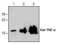 Western blot analysis using recombinant Rat TNF-α. Lane1: 20ng; Lane2: 50ng; Lane3: 250ng
