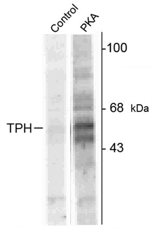 Western blot of recombinant tryptophan hydroxylase in bacterial lysate incubated in the absence and presence of PKA showing phosphospecific immunolabeling of the ~55 kDa protein phosphorylated at Ser58