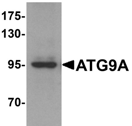 Western blot analysis of mouse heart tissue lysate probed with Rabbit anti Human ATG9A