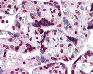 Anti-KPNA7 antibody IHC of human placenta.