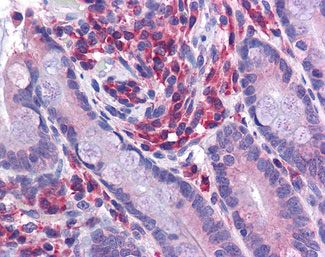 Anti-NLRC3 antibody IHC of human small intestine.