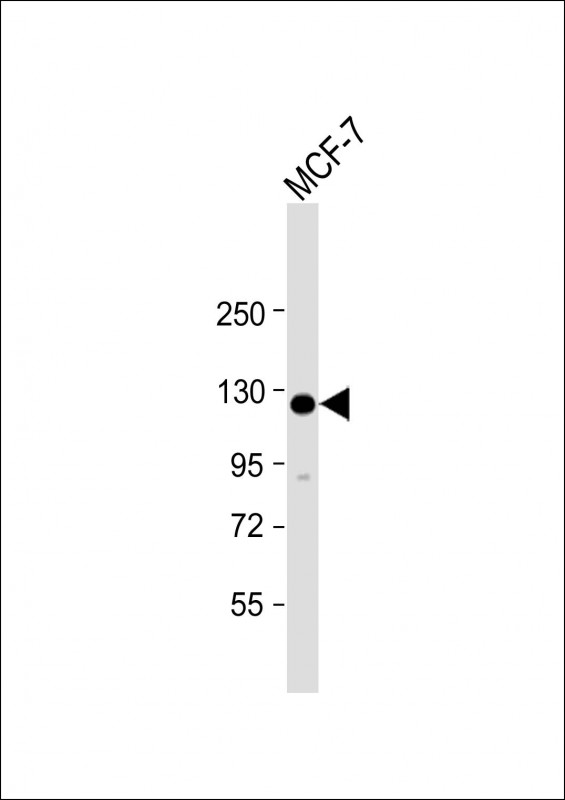 Anti-HEATR6 Antibody (N-Term) at 1:2000 dilution + MCF-7 whole cell lysate Lysates/proteins at 20 µg per lane. Secondary Goat Anti-Rabbit IgG, (H+L), Peroxidase conjugated at 1/10000 dilution. Predicted band size : 129 kDa Blocking/Dilution buffer: 5% NFDM/TBST.