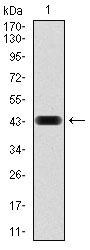 Figure 1: Western blot analysis using RAP1A mAb against human RAP1A (AA: 28-180) recombinant protein. (Expected MW is 21 kDa)