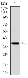 Figure 2: Western blot analysis using FOXO1 mAb against human FOXO1 (AA: 471-600) recombinant protein. (Expected MW is 39.3 kDa)