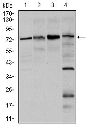 Figure 3: Western blot analysis using FOXO1 mouse mAb against Hela (1), HEK293 (2), MCF-7(3), and C6 (4) cell lysate.