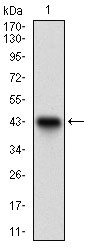 Figure 1: Western blot analysis using DNMT1 mAb against human DNMT1 recombinant protein. (Expected MW is 42.6 kDa)