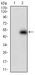Figure 2: Western blot analysis using DNMT1 mAb against HEK293 (1) and DNMT1 (AA: 1448-1594)-hIgGFc transfected HEK293 (2) cell lysate.