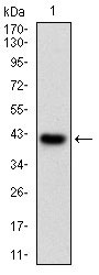 Figure 1: Western blot analysis using PRKACA mAb against human PRKACA (AA: 1-120) recombinant protein. (Expected MW is 39.7 kDa)