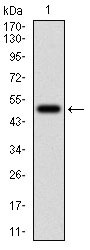 Figure 1: Western blot analysis using FTL mAb against human FTL (AA: FULL(1-175)) recombinant protein. (Expected MW is 45.5 kDa)