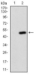 Figure 2: Western blot analysis using FTL mAb against HEK293 (1) and FTL (AA: FULL(1-175))-hIgGFc transfected HEK293 (2) cell lysate.