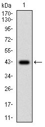 Figure 1: Western blot analysis using MEN1 mAb against human MEN1 (AA: 392-554) recombinant protein. (Expected MW is 43.3 kDa)