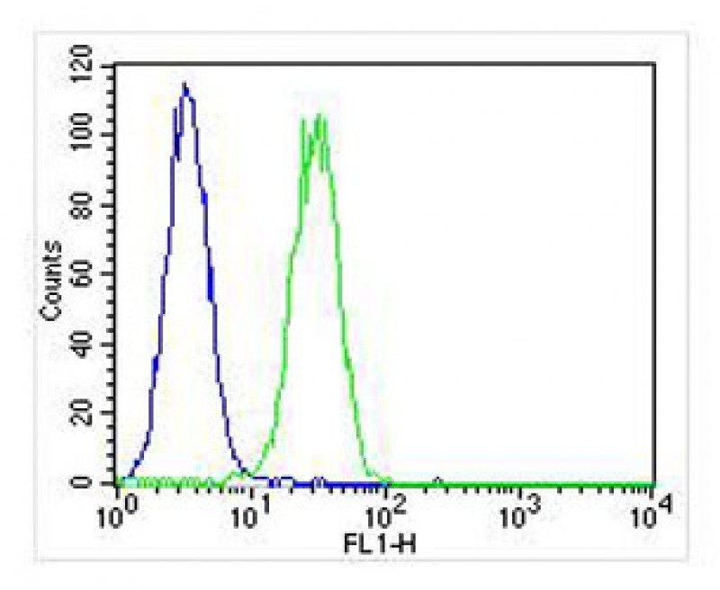 Overlay histogram showing U-2OS cells stained with AW5397 (green line). The cells were fixed with 2% paraformaldehyde (10 min) and then permeabilized with 90% methanol for 10 min. The cells were then icubated in 2% bovine serum albumin to block non-specific protein-protein interactions followed by the antibody (AW5397, 1:25 dilution) for 60 min at 37ºC. The secondary antibody used was Goat-Anti-Rabbit IgG, DyLight® 488 Conjugated Highly Cross-Adsorbed(NA168821) at 1/400 dilution for 40 min at 37ºC. Isotype control antibody (blue line) was rabbit IgG (1μg/1x10^6 cells) used under the same conditions. Acquisition of >10, 000 events was performed.