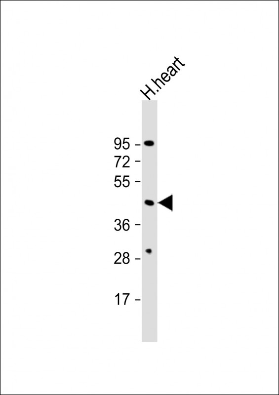 Anti-PTDSR Antibody (N-term) at 1:1000 dilution + human heart lysate Lysates/proteins at 20 µg per lane. Secondary Goat Anti-Rabbit IgG, (H+L), Peroxidase conjugated at 1/10000 dilution. Predicted band size : 47 kDa Blocking/Dilution buffer: 5% NFDM/TBST.