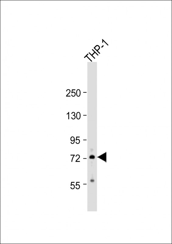Anti-RNF19B Antibody (Center) at 1:500 dilution + THP-1 whole cell lysate Lysates/proteins at 20 µg per lane. Secondary Goat Anti-Rabbit IgG, (H+L), Peroxidase conjugated at 1/10000 dilution. Predicted band size : 78 kDa Blocking/Dilution buffer: 5% NFDM/TBST.