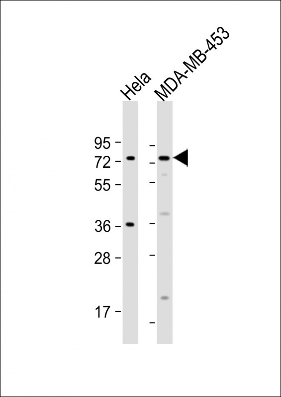 All lanes : Anti-CCDC81 Antibody (Center) at 1:500 dilution Lane 1: Hela whole cell lysate Lane 2: MDA-MB-453 whole cell lysate Lysates/proteins at 20 µg per lane. Secondary Goat Anti-Rabbit IgG, (H+L), Peroxidase conjugated at 1/10000 dilution. Predicted band size : 76 kDa Blocking/Dilution buffer: 5% NFDM/TBST.