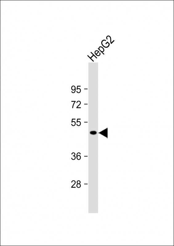 Anti-SERTAD4 Antibody (C-term) at 1:1000 dilution + HepG2 whole cell lysate Lysates/proteins at 20 µg per lane. Secondary Goat Anti-Rabbit IgG, (H+L), Peroxidase conjugated at 1/10000 dilution. Predicted band size : 39 kDa Blocking/Dilution buffer: 5% NFDM/TBST.