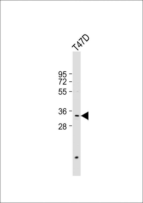 Anti-PSMB11 Antibody (C-term) at 1:1000 dilution + T47D whole cell lysate Lysates/proteins at 20 µg per lane. Secondary Goat Anti-Rabbit IgG, (H+L), Peroxidase conjugated at 1/10000 dilution. Predicted band size : 33 kDa Blocking/Dilution buffer: 5% NFDM/TBST.