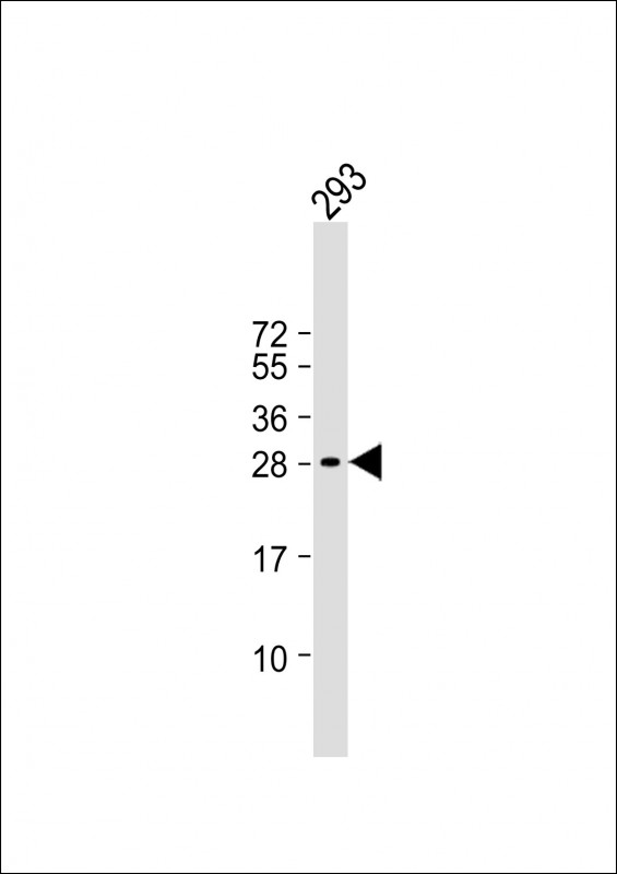 Anti-C19orf38 Antibody (Center) at 1:1000 dilution + 293 whole cell lysate Lysates/proteins at 20 µg per lane. Secondary Goat Anti-Rabbit IgG, (H+L), Peroxidase conjugated at 1/10000 dilution. Predicted band size : 25 kDa Blocking/Dilution buffer: 5% NFDM/TBST.