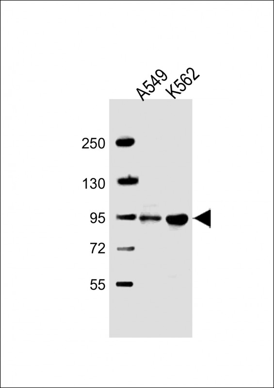 All lanes : Anti-SH3D20 Antibody (Center) at 1:2000 dilution Lane 1: A549 whole cell lysate Lane 2: K562 whole cell lysate Lysates/proteins at 20 µg per lane. Secondary Goat Anti-Rabbit IgG, (H+L), Peroxidase conjugated at 1/10000 dilution. Predicted band size : 98 kDa Blocking/Dilution buffer: 5% NFDM/TBST.