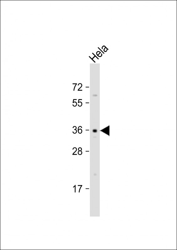 Anti-OR52E2 Antibody (C-term) at 1:1000 dilution + Hela whole cell lysate Lysates/proteins at 20 µg per lane. Secondary Goat Anti-Rabbit IgG, (H+L), Peroxidase conjugated at 1/10000 dilution. Predicted band size : 37 kDa Blocking/Dilution buffer: 5% NFDM/TBST.
