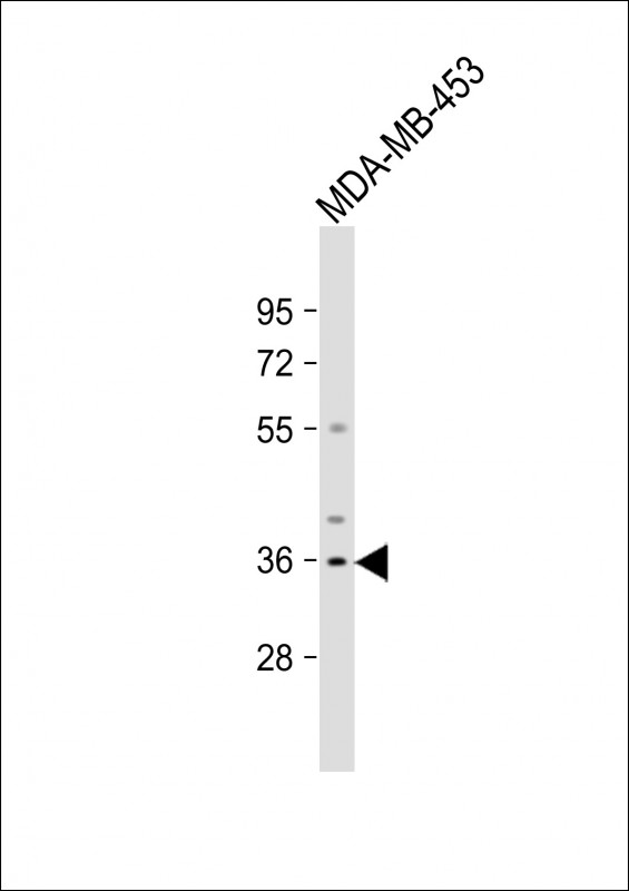 Anti-OR51Q1 Antibody (N-term) at 1:1000 dilution + MDA-MB-453 whole cell lysate Lysates/proteins at 20 µg per lane. Secondary Goat Anti-Rabbit IgG, (H+L), Peroxidase conjugated at 1/10000 dilution. Predicted band size : 36 kDa Blocking/Dilution buffer: 5% NFDM/TBST.