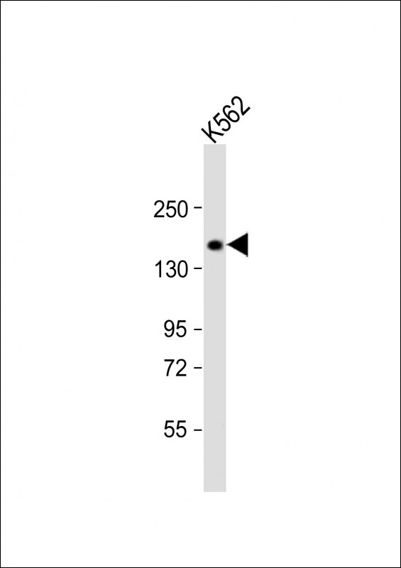 Anti-ATG2B Antibody (N-term) at 1:2000 dilution + K562 whole cell lysate Lysates/proteins at 20 µg per lane. Secondary Goat Anti-Rabbit IgG, (H+L), Peroxidase conjugated at 1/10000 dilution. Predicted band size : 232 kDa Blocking/Dilution buffer: 5% NFDM/TBST.