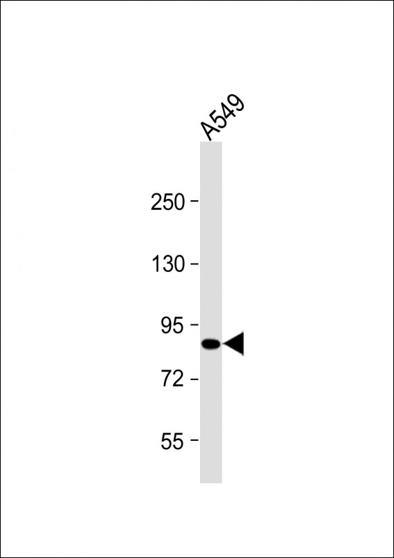 Anti-USP45 Antibody (Center) at 1:2000 dilution + A549 whole cell lysate Lysates/proteins at 20 µg per lane. Secondary Goat Anti-Rabbit IgG, (H+L), Peroxidase conjugated at 1/10000 dilution. Predicted band size : 92 kDa Blocking/Dilution buffer: 5% NFDM/TBST.