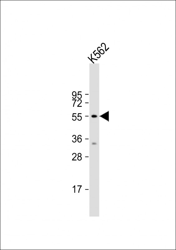 Anti-HYAL4 Antibody (Center) at 1:1000 dilution + K562 whole cell lysate Lysates/proteins at 20 µg per lane. Secondary Goat Anti-Rabbit IgG, (H+L), Peroxidase conjugated at 1/10000 dilution. Predicted band size : 54 kDa Blocking/Dilution buffer: 5% NFDM/TBST.