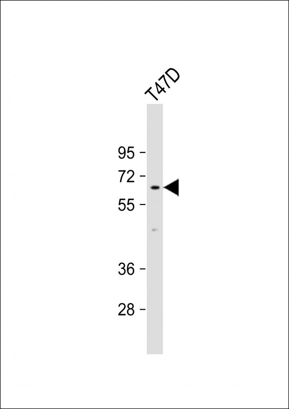 Anti-LCORL Antibody (Center) at 1:1000 dilution + T47D whole cell lysate Lysates/proteins at 20 µg per lane. Secondary Goat Anti-Rabbit IgG, (H+L), Peroxidase conjugated at 1/10000 dilution. Predicted band size : 67 kDa Blocking/Dilution buffer: 5% NFDM/TBST.