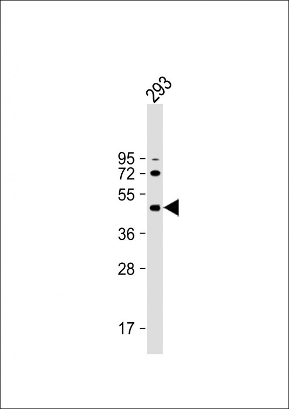 Anti-ALKBH5 Antibody (Center) at 1:2000 dilution + 293 whole cell lysate Lysates/proteins at 20 µg per lane. Secondary Goat Anti-Rabbit IgG, (H+L), Peroxidase conjugated at 1/10000 dilution. Predicted band size : 44 kDa Blocking/Dilution buffer: 5% NFDM/TBST.