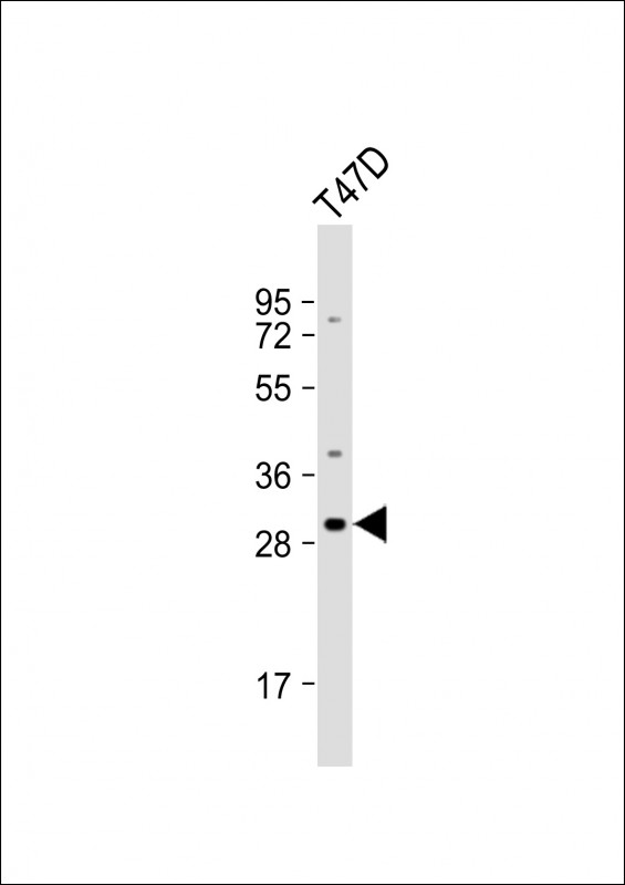 Anti-OR10T2 Antibody (C-term) at 1:1000 dilution + T47D whole cell lysate Lysates/proteins at 20 µg per lane. Secondary Goat Anti-Rabbit IgG, (H+L), Peroxidase conjugated at 1/10000 dilution. Predicted band size : 35 kDa Blocking/Dilution buffer: 5% NFDM/TBST.