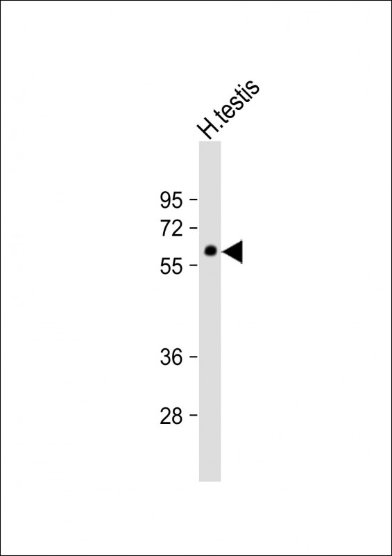 Anti-GMCL1L Antibody (C-term) at 1:1000 dilution + human testis lysate Lysates/proteins at 20 µg per lane. Secondary Goat Anti-Rabbit IgG, (H+L), Peroxidase conjugated at 1/10000 dilution. Predicted band size : 60 kDa Blocking/Dilution buffer: 5% NFDM/TBST.