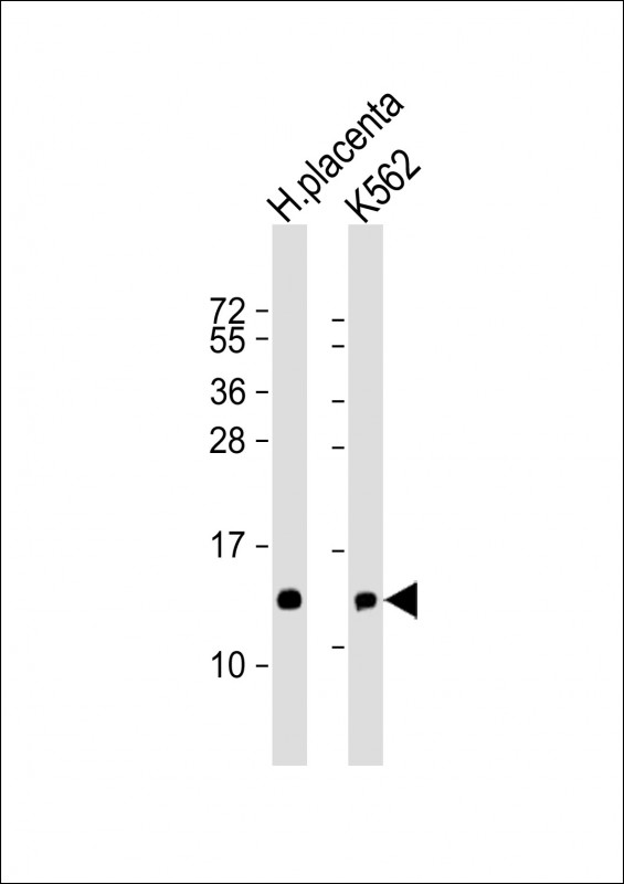 All lanes : Anti-HBE1 Antibody (Center) at 1:8000 dilution Lane 1: human placenta lysate Lane 2: K562 whole cell lysate Lysates/proteins at 20 µg per lane. Secondary Goat Anti-Rabbit IgG, (H+L), Peroxidase conjugated at 1/10000 dilution. Predicted band size : 16 kDa Blocking/Dilution buffer: 5% NFDM/TBST.